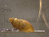  ( - 22-SNAIL-0060)  @11 [ ] CreativeCommons - Attribution Share-Alike (2023) Unspecified Drexel University, Academy of Natural Sciences