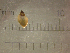  (Galba modicella - 22-SNAIL-0096)  @11 [ ] CreativeCommons - Attribution Share-Alike (2023) Unspecified Drexel University, Academy of Natural Sciences