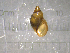  ( - 22-SNAIL-0111)  @11 [ ] CreativeCommons - Attribution Share-Alike (2023) Unspecified Drexel University, Academy of Natural Sciences