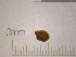  ( - 22-SNAIL-0132)  @11 [ ] CreativeCommons - Attribution Share-Alike (2023) Unspecified Drexel University, Academy of Natural Sciences