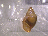  ( - 22-SNAIL-0178)  @11 [ ] CreativeCommons - Attribution Share-Alike (2023) Unspecified Drexel University, Academy of Natural Sciences