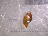  (Physella EG5 - 22-SNAIL-0179)  @11 [ ] CreativeCommons - Attribution Share-Alike (2023) Unspecified Drexel University, Academy of Natural Sciences