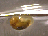  ( - 22-SNAIL-0239)  @11 [ ] CreativeCommons - Attribution Share-Alike (2023) Unspecified Drexel University, Academy of Natural Sciences