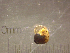  ( - 22-SNAIL-0309)  @11 [ ] CreativeCommons - Attribution Share-Alike (2023) Unspecified Drexel University, Academy of Natural Sciences