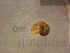  ( - 22-SNAIL-0393)  @11 [ ] CreativeCommons - Attribution Share-Alike (2023) Unspecified Drexel University, Academy of Natural Sciences