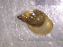  ( - 22-SNAIL-0464)  @11 [ ] CreativeCommons - Attribution Share-Alike (2023) Unspecified Drexel University, Academy of Natural Sciences