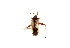  (Adelphocoris suturalis - SNU030)  @12 [ ] CreativeCommons - Attribution Share-Alike (2015) Unspecified Seoul National Uiversity
