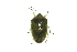  (Glaucias subpunctatus - SNU125)  @13 [ ] CreativeCommons - Attribution Share-Alike (2015) Unspecified Seoul National Uiversity