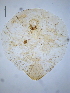  (Diaspis - SNU253)  @12 [ ] CreativeCommons - Attribution Share-Alike (2015) Unspecified Seoul National Uiversity