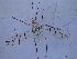  (Calaphis similis - SNU451)  @12 [ ] CreativeCommons - Attribution Share-Alike (2015) Unspecified Seoul National Uiversity