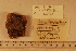  (Diplopteraster verrucosus - 06_040)  @11 [ ] CreativeCommons - Attribution Non-Commercial Share-Alike (2012) CreativeCommons - Attribution Non-Commercial Share-Alike MNHN