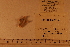  (CfPteraster - 06_127_1)  @11 [ ] CreativeCommons - Attribution Non-Commercial Share-Alike (2012) CreativeCommons - Attribution Non-Commercial Share-Alike MNHN