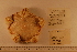  (Hymenaster coccinatus - 06_768)  @11 [ ] CreativeCommons - Attribution Non-Commercial Share-Alike (2012) MNHN Museum national d'Histoire naturelle, Paris