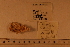  ( - 06_882_A)  @11 [ ] CreativeCommons - Attribution Non-Commercial Share-Alike (2012) CreativeCommons - Attribution Non-Commercial Share-Alike MNHN