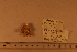  ( - 06_882_B)  @11 [ ] CreativeCommons - Attribution Non-Commercial Share-Alike (2012) CreativeCommons - Attribution Non-Commercial Share-Alike MNHN