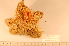  ( - MPE-1194)  @11 [ ] CreativeCommons - Attribution Non-Commercial Share-Alike (2012) MNHN Museum national d'Histoire naturelle, Paris