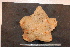  ( - MPE-13)  @11 [ ] CreativeCommons - Attribution Non-Commercial Share-Alike (2012) MNHN Museum national d'Histoire naturelle, Paris