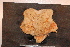  ( - MPE-13)  @11 [ ] CreativeCommons - Attribution Non-Commercial Share-Alike (2012) MNHN Museum national d'Histoire naturelle, Paris