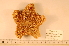  ( - MPE-1474)  @11 [ ] CreativeCommons - Attribution Non-Commercial Share-Alike (2012) MNHN Museum national d'Histoire naturelle, Paris