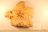  ( - MPE-1573)  @11 [ ] CreativeCommons - Attribution Non-Commercial Share-Alike (2012) MNHN Museum national d'Histoire naturelle, Paris