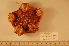  (Hymenaster praecoquis - MPE-1882)  @11 [ ] CreativeCommons - Attribution Non-Commercial Share-Alike (2012) MNHN Museum national d'Histoire naturelle, Paris