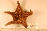  ( - MPE-1989)  @13 [ ] CreativeCommons - Attribution Non-Commercial Share-Alike (2012) MNHN Museum national d'Histoire naturelle, Paris
