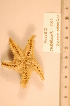  ( - MPE-2069)  @13 [ ] CreativeCommons - Attribution Non-Commercial Share-Alike (2012) MNHN Museum national d'Histoire naturelle, Paris