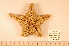  ( - MPE-2433)  @13 [ ] CreativeCommons - Attribution Non-Commercial Share-Alike (2012) MNHN Museum national d'Histoire naturelle, Paris
