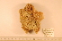  ( - MPE-2437)  @11 [ ] CreativeCommons - Attribution Non-Commercial Share-Alike (2012) MNHN Museum national d'Histoire naturelle, Paris