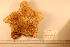  ( - MPE-313)  @11 [ ] CreativeCommons - Attribution Non-Commercial Share-Alike (2012) MNHN Museum national d'Histoire naturelle, Paris