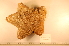  ( - MPE-752)  @11 [ ] CreativeCommons - Attribution Non-Commercial Share-Alike (2012) MNHN Museum national d'Histoire naturelle, Paris
