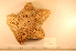  ( - MPE-752)  @11 [ ] CreativeCommons - Attribution Non-Commercial Share-Alike (2012) MNHN Museum national d'Histoire naturelle, Paris