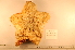  ( - MPE-795)  @11 [ ] CreativeCommons - Attribution Non-Commercial Share-Alike (2012) MNHN Museum national d'Histoire naturelle, Paris