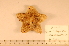  ( - MPE-853)  @13 [ ] CreativeCommons - Attribution Non-Commercial Share-Alike (2012) MNHN Museum national d'Histoire naturelle, Paris