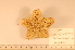  (Diplopteraster peregrinator - MPE-853)  @13 [ ] CreativeCommons - Attribution Non-Commercial Share-Alike (2012) MNHN Museum national d'Histoire naturelle, Paris