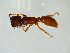  (Dorylus orientalis - CCO-TH 404 4OV 1S)  @12 [ ] CreativeCommons - Attribution Non-Commercial Share-Alike (2015) CCO-TH 354 3OV 1S LMI LUSE
