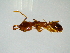  ( - CCO-TH 407 4OV 1S)  @13 [ ] CreativeCommons - Attribution Non-Commercial Share-Alike (2015) CCO-TH 357 3OV 1S LMI LUSE