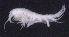  ( - SB_1-8E_Oedi21_2015_2)  @11 [ ] CreativeCommons  Attribution Non-Commercial Share-Alike (2021) Anna Jazdzewska University of Lodz, Dept of Invertebrate Zoology and Hydrobiology