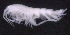  ( - SB_1-8S_Oedi21_2015_1)  @11 [ ] CreativeCommons  Attribution Non-Commercial Share-Alike (2021) Anna Jazdzewska University of Lodz, Dept of Invertebrate Zoology and Hydrobiology
