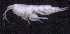  (OedicerotidaeAJ sp. 24 - SB_1-8S_Oedi24_2015_1)  @11 [ ] CreativeCommons  Attribution Non-Commercial Share-Alike (2021) Anna Jazdzewska University of Lodz, Dept of Invertebrate Zoology and Hydrobiology