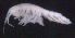  ( - SB_1-9E_Oedi21_2015_1)  @11 [ ] CreativeCommons  Attribution Non-Commercial Share-Alike (2021) Anna Jazdzewska University of Lodz, Dept of Invertebrate Zoology and Hydrobiology