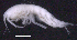  (Oedicerina claudei - SB_1-9S_Oedi10_2015_1)  @11 [ ] CreativeCommons  Attribution Non-Commercial Share-Alike (2021) Anna Jazdzewska University of Lodz, Dept of Invertebrate Zoology and Hydrobiology