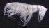  (OedicerotidaeAJ sp. 23 - SB_1-9S_Oedi23_2015_1)  @11 [ ] CreativeCommons  Attribution Non-Commercial Share-Alike (2021) Anna Jazdzewska University of Lodz, Dept of Invertebrate Zoology and Hydrobiology