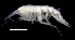  ( - SB_1-9S_Oedi24_2015_2)  @11 [ ] CreativeCommons  Attribution Non-Commercial Share-Alike (2021) Anna Jazdzewska University of Lodz, Dept of Invertebrate Zoology and Hydrobiology