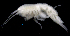  ( - SB_1-9S_Oedi24_2015_3)  @11 [ ] CreativeCommons  Attribution Non-Commercial Share-Alike (2021) Anna Jazdzewska University of Lodz, Dept of Invertebrate Zoology and Hydrobiology