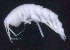  ( - SB_10-5E_Oedi10_2015_1)  @11 [ ] CreativeCommons  Attribution Non-Commercial Share-Alike (2021) Anna Jazdzewska University of Lodz, Dept of Invertebrate Zoology and Hydrobiology