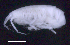  ( - SB_10-7E_Oedi10_2015_1)  @11 [ ] CreativeCommons  Attribution Non-Commercial Share-Alike (2021) Anna Jazdzewska University of Lodz, Dept of Invertebrate Zoology and Hydrobiology