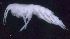  ( - SB_10-7S_Oedi10_2015_2)  @11 [ ] CreativeCommons  Attribution Non-Commercial Share-Alike (2021) Anna Jazdzewska University of Lodz, Dept of Invertebrate Zoology and Hydrobiology