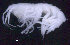  ( - SB_10-7S_Oedi10_2015_3)  @11 [ ] CreativeCommons  Attribution Non-Commercial Share-Alike (2021) Anna Jazdzewska University of Lodz, Dept of Invertebrate Zoology and Hydrobiology