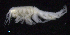  ( - SB_2-8S_Oedi22_2015_1)  @11 [ ] CreativeCommons  Attribution Non-Commercial Share-Alike (2021) Anna Jazdzewska University of Lodz, Dept of Invertebrate Zoology and Hydrobiology